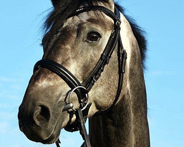 stallion Quinetto Z (Zangersheide riding horse, 2011, from Quinar)