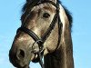 stallion Quinetto Z (Zangersheide riding horse, 2011, from Quinar)