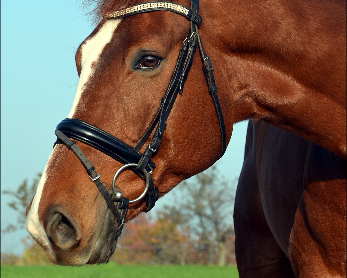 dressage horse Skender (German Sport Horse, 2009, from Sarotti 43)