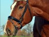 dressage horse Skender (German Sport Horse, 2009, from Sarotti 43)