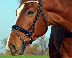 dressage horse Skender (German Sport Horse, 2009, from Sarotti 43)