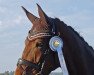 dressage horse Donna Doruta (Oldenburg, 2011, from Royal Doruto OLD)