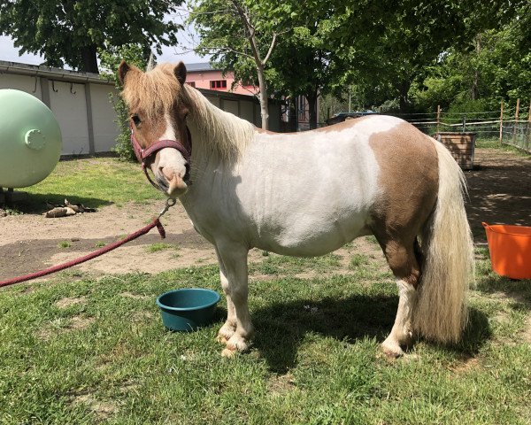 horse Frieda (Shetland Pony, 2012)