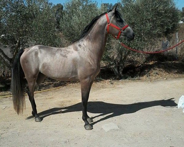 Pferd YACOMIO (Hispano-Araber, 2013)