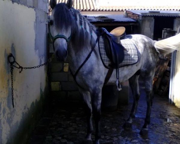 Pferd OLIVERO (Pura Raza Espanola (PRE), 2010)