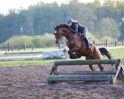 dressage horse Orion (Westphalian, 2009, from Opernball)