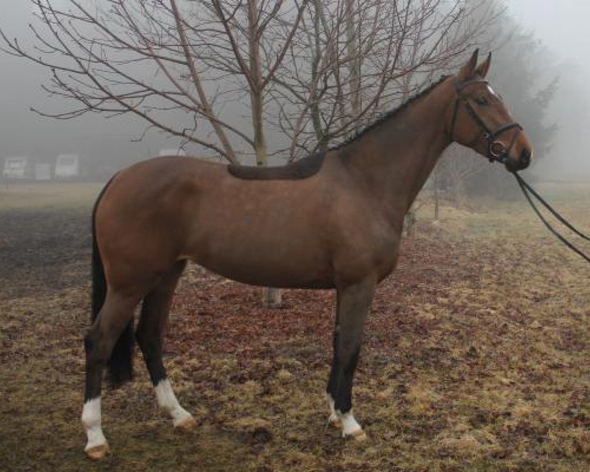 Zuchtstute Lady Calmia (Hannoveraner, 2010, von Landstreicher)