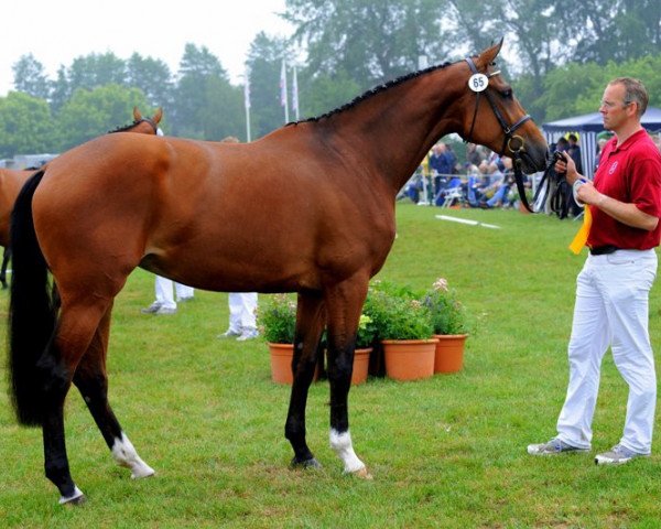 dressage horse Akimba (Holsteiner, 2008, from Casall Ask)