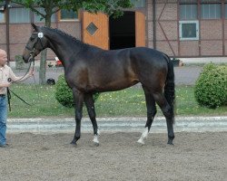 broodmare Afra I (Holsteiner, 2008, from Casall)