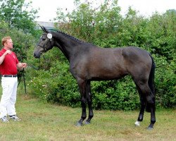 Springpferd Alegra 103 (Holsteiner, 2008, von Cartani 4)