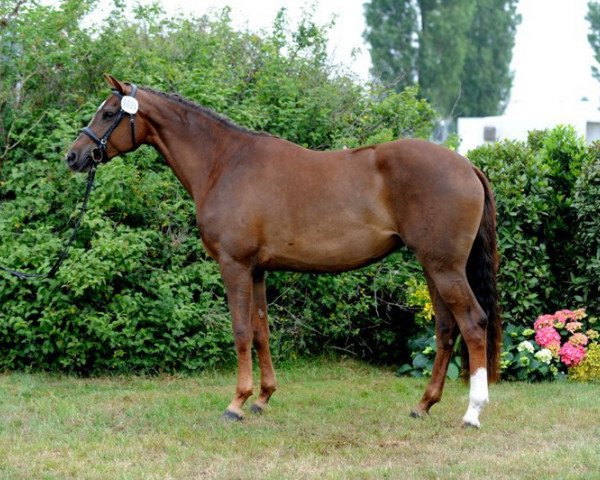 broodmare Adele 93 (Holsteiner, 2008, from Casall Ask)
