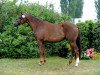 broodmare Adele 93 (Holsteiner, 2008, from Casall)