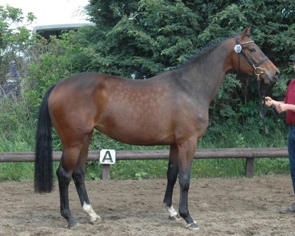 broodmare Cookee (Holsteiner, 2008, from Cristo)