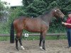 broodmare Cookee (Holsteiner, 2008, from Cristo)