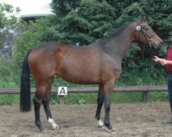 Springpferd Cookee (Holsteiner, 2008, von Cristo)