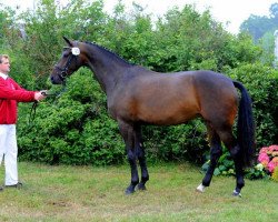 broodmare Arena (Holsteiner, 2008, from Clarimo Ask)