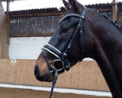 dressage horse Wallach von Spörcken (Hanoverian, 2011, from Spörcken)