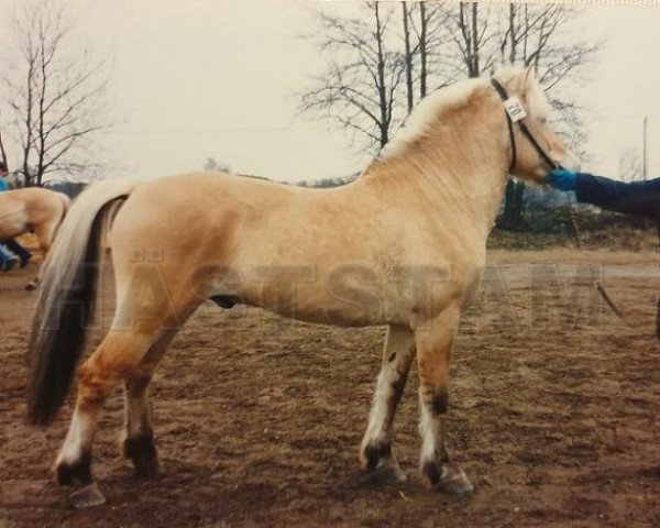 stallion Champis S.160 (Fjord Horse, 1985, from Tullaren)