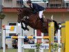 jumper Staklado (Hanoverian, 2007, from Stakkato)