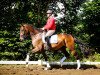 dressage horse Fürst Finley 6 (Hanoverian, 2011, from Fürst Romancier)