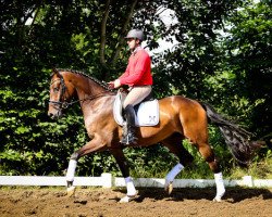 dressage horse Fürst Finley 6 (Hanoverian, 2011, from Fürst Romancier)