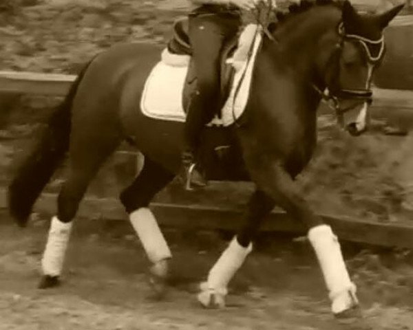 dressage horse Gina 1731 (German Riding Pony, 2007, from Top Gun I)