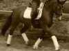 dressage horse Gina 1731 (German Riding Pony, 2007, from Top Gun I)