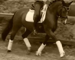 Dressurpferd Gina 1731 (Deutsches Reitpony, 2007, von Top Gun I)