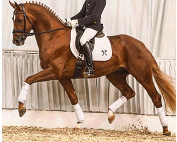 dressage horse Fidelio B (Hanoverian, 2011, from Fuechtels Floriscount OLD)