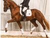 dressage horse Fidelio B (Hanoverian, 2011, from Fuechtels Floriscount OLD)