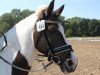 dressage horse Geronimo 583 (Lewitzer, 1995, from Greenhorn)