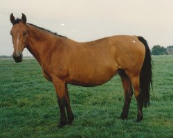 broodmare Esplanade (Holsteiner, 1968, from Colt)