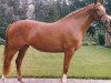 Pferd Waldfee VII (Holsteiner, 1984, von Latino)