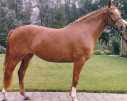 broodmare Waldfee VII (Holsteiner, 1984, from Latino)