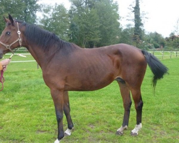 broodmare L-Chiwa (Holsteiner, 1996, from Contender)