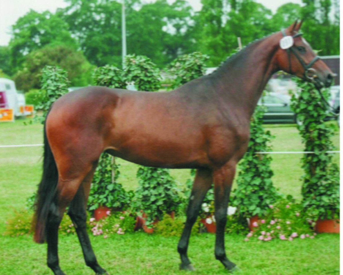 broodmare Ravenna II (Holsteiner, 2001, from BB Carvallo)