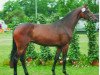 horse Ravenna II (Holsteiner, 2001, from BB Carvallo)