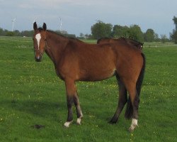 Springpferd Cantate Ella Dree (Holsteiner, 2012, von Chin Champ)