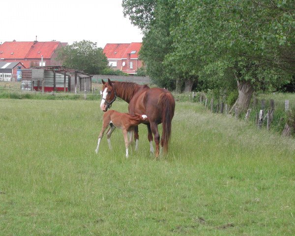 Pferd Silka (Belgisches Warmblut, 1995, von Maraschino)