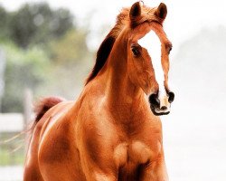 Zuchtstute Le May (Nederlands Rijpaarden en Pony, 2001, von Idzard)