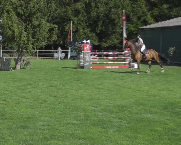 Reitturnier Kappelen-Lyss 2020
