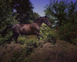 jumper Amara (Hanoverian, 1997, from Amoroso)