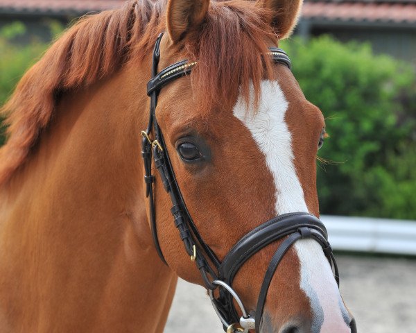 stallion Diego de la Vega (German Riding Pony, 2007, from FS Don't Worry)