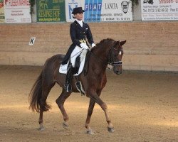 dressage horse Breitling's Bambino (Oldenburg, 2006, from Breitling W)