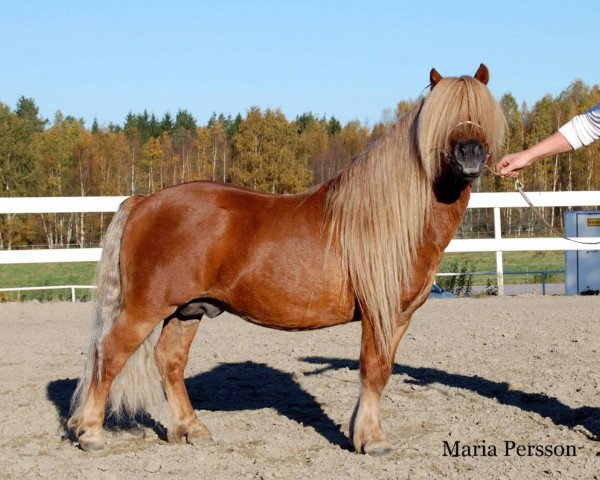 stallion Sander van de Provincialeweg (KWPN (Royal Dutch Sporthorse), 2002, from Harvey van Stal de Veldmaat)