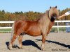 stallion Sander van de Provincialeweg (KWPN (Royal Dutch Sporthorse), 2002, from Harvey van Stal de Veldmaat)