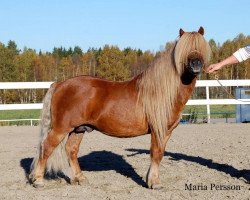 Deckhengst Sander van de Provincialeweg (KWPN (Niederländisches Warmblut), 2002, von Harvey van Stal de Veldmaat)