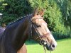 broodmare Lolita 229 (Oldenburg, 2010, from Lord Pezi)