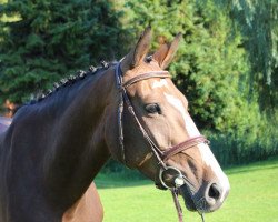 broodmare Lolita 229 (Oldenburg, 2010, from Lord Pezi)