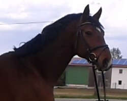 jumper Findus (Hanoverian,  , from For Edition)